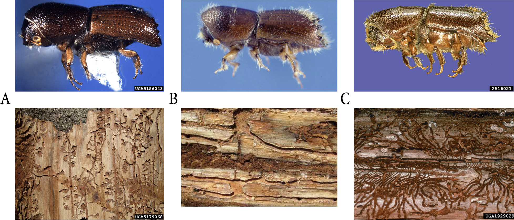 Composite image showing three types of Ips beetles and the patterns they leave when burrowing through the trees they infest, as described in the introductory paragraphs.
