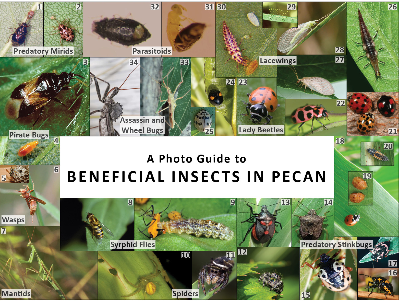Composite of 34 photos of beneficial insects in pecans. These insects are listed and described in text.