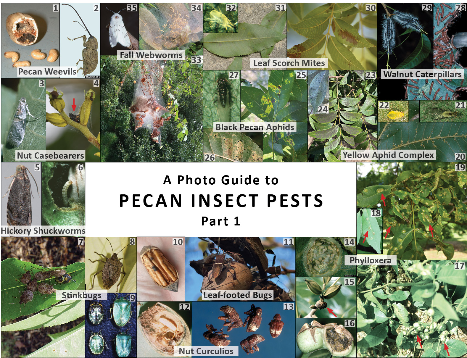 Composite of 35 photos of pecan insect pests, which are described in the text.