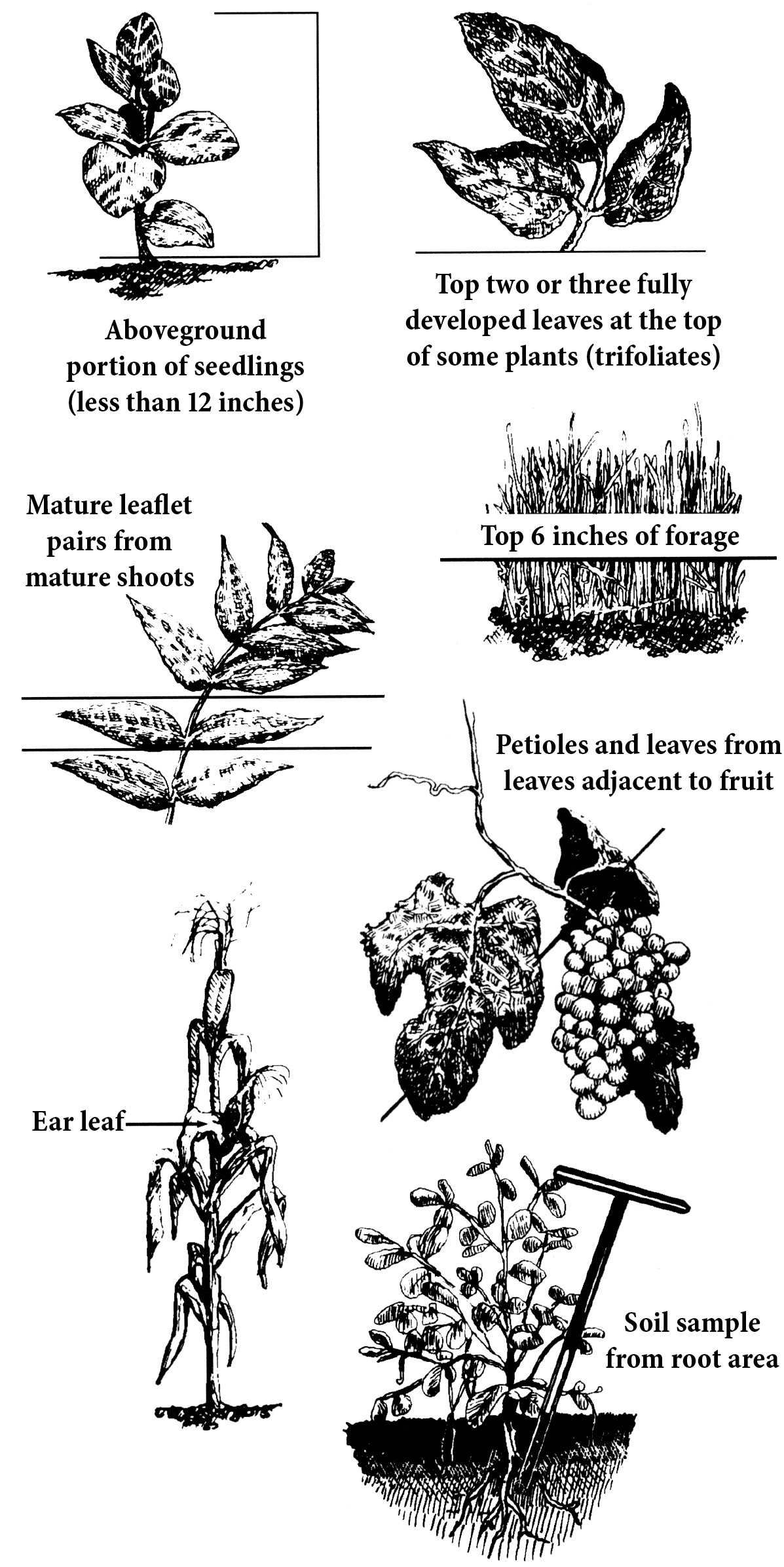 Seven drawings illustrating proper plant parts to sample: Aboveground portion of seedlings (less than 12 inches); top two or three fully developed leaves at the top of some plants (trifoliates); mature leaflet pairs from mature shoots; top 6 inches of forage; petioles and leaves from leaves adjacent to fruit; ear leaf; soil sample from root area.