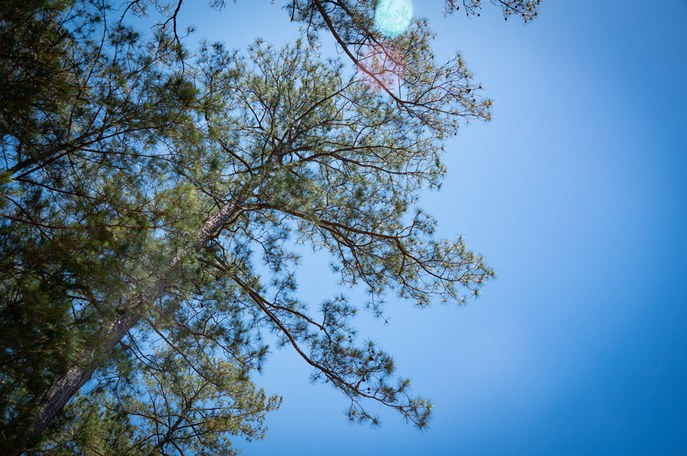 The top of a mature pine tree, shining in the sun.