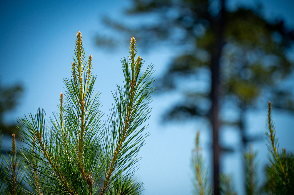 A young pine tree growing.