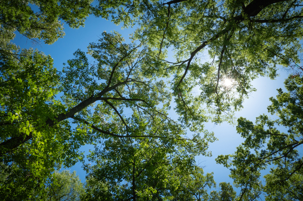 The sun shining through treetops.