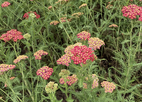 Yarrow flower clusters in different shades of red with yellow centers with fern-like green foliage.