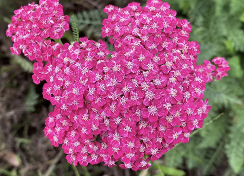 Bright pink yarrow with flat-topped flower clusters.