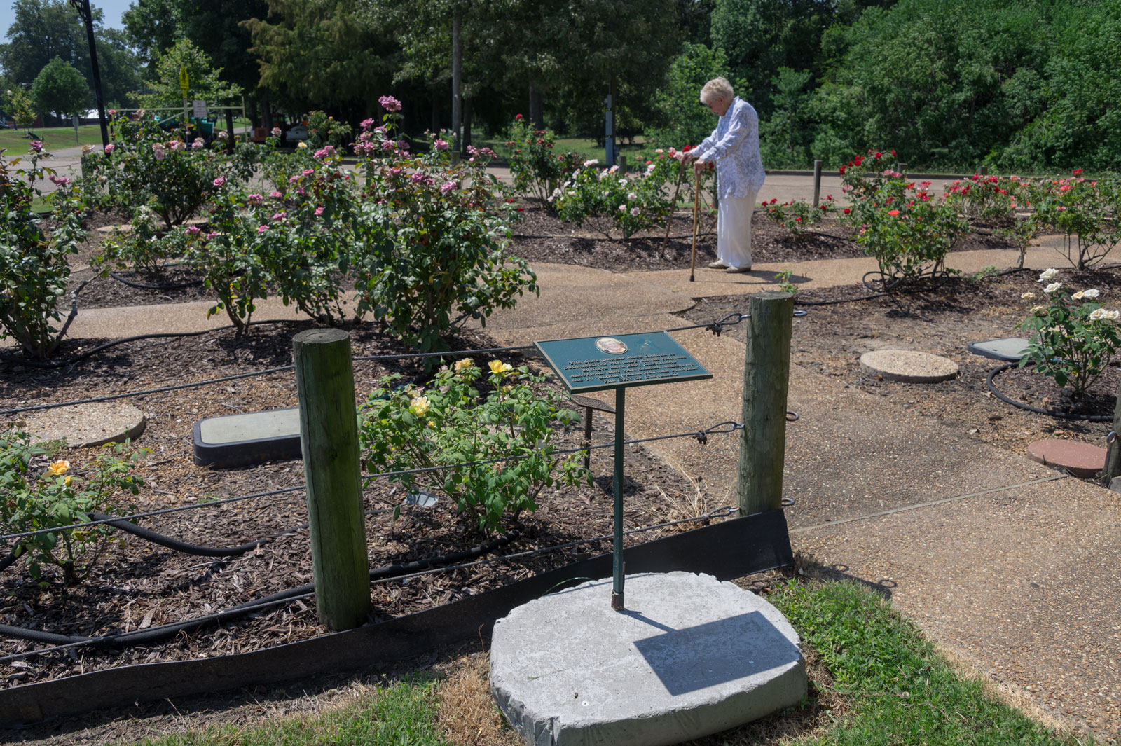 A woman using two canes and walking through a rose garden.