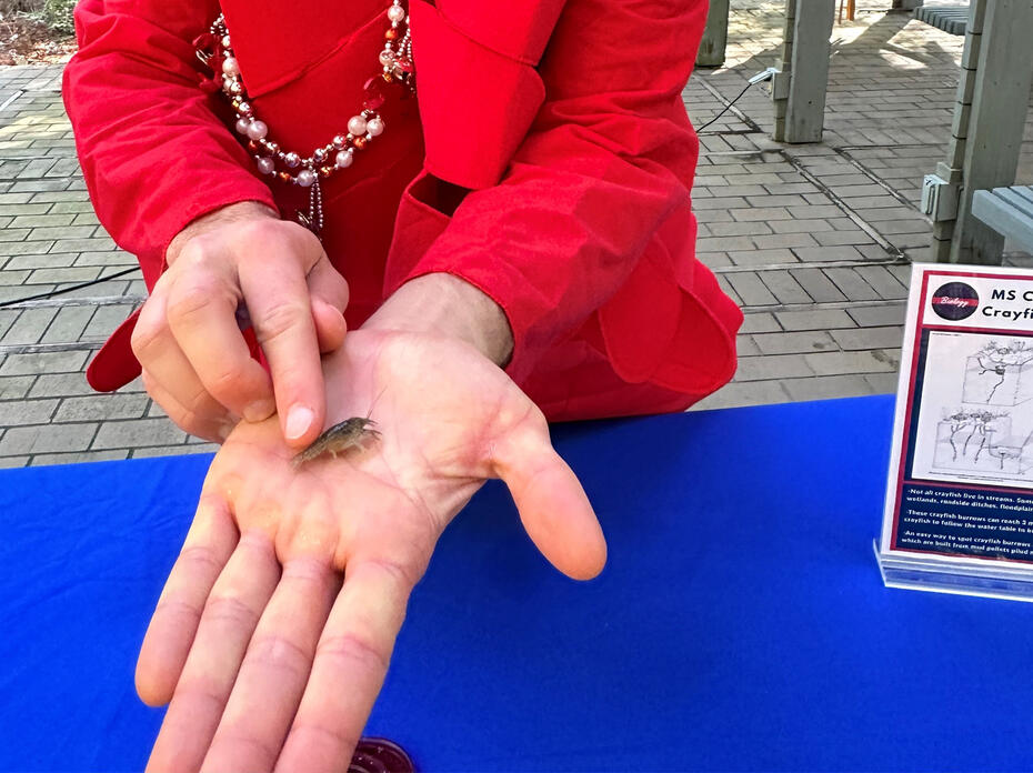 A man dressed in a red crayfish suit holds a crayfish.