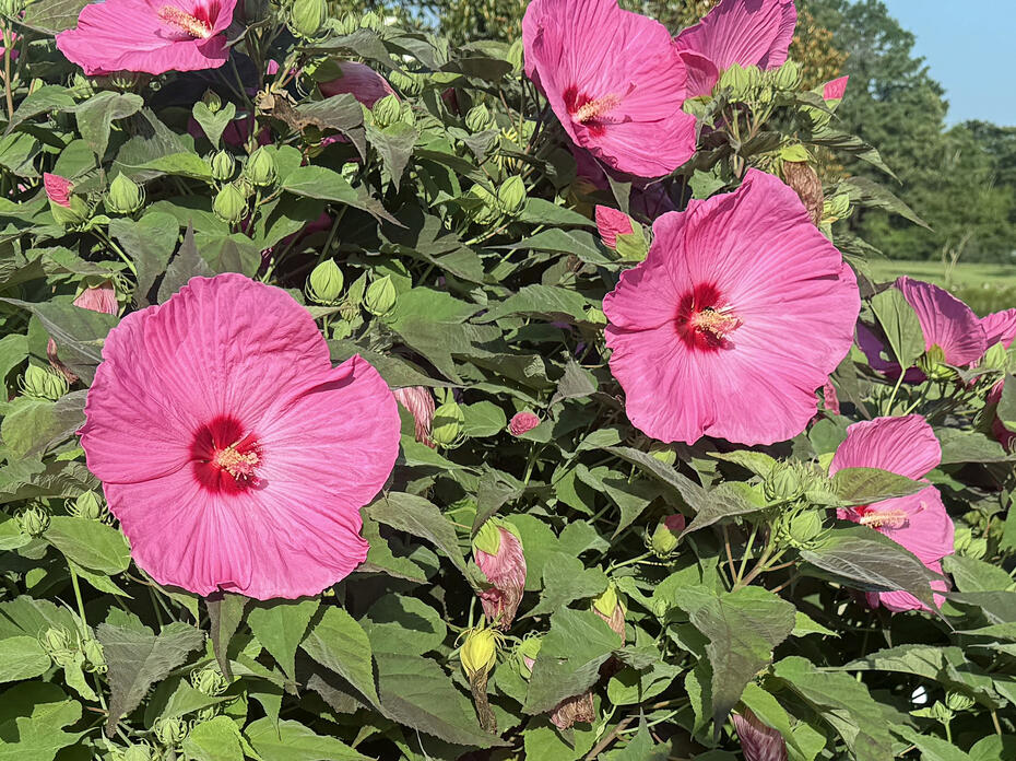 Large pink flowers bloom on a green plant.