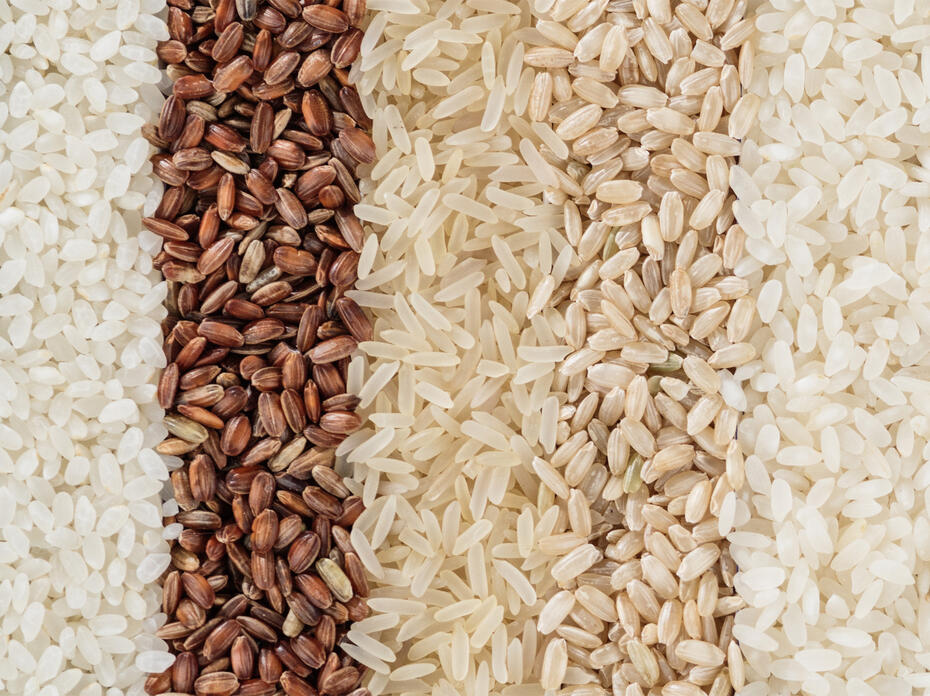 Panoramic banner with ten different varieties of rice, showing the texture and color of different varieties of rice.