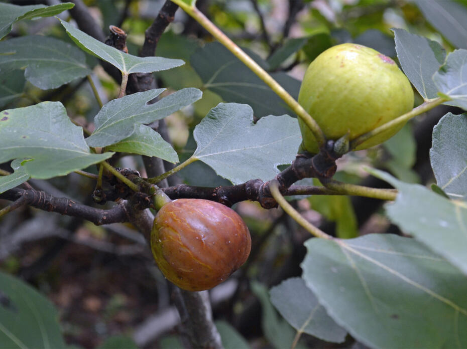 A green fig and a brown fig grown on branches.