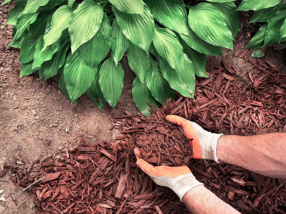 Gloved hands apply bark mulch around a hosta plant.