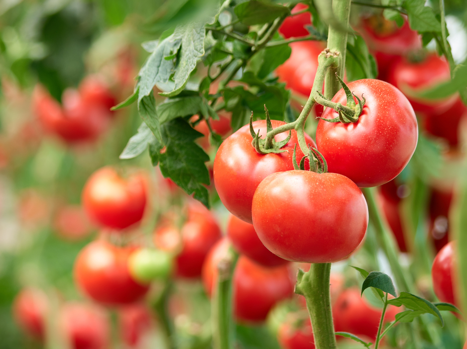 Red tomatoes on a vine
