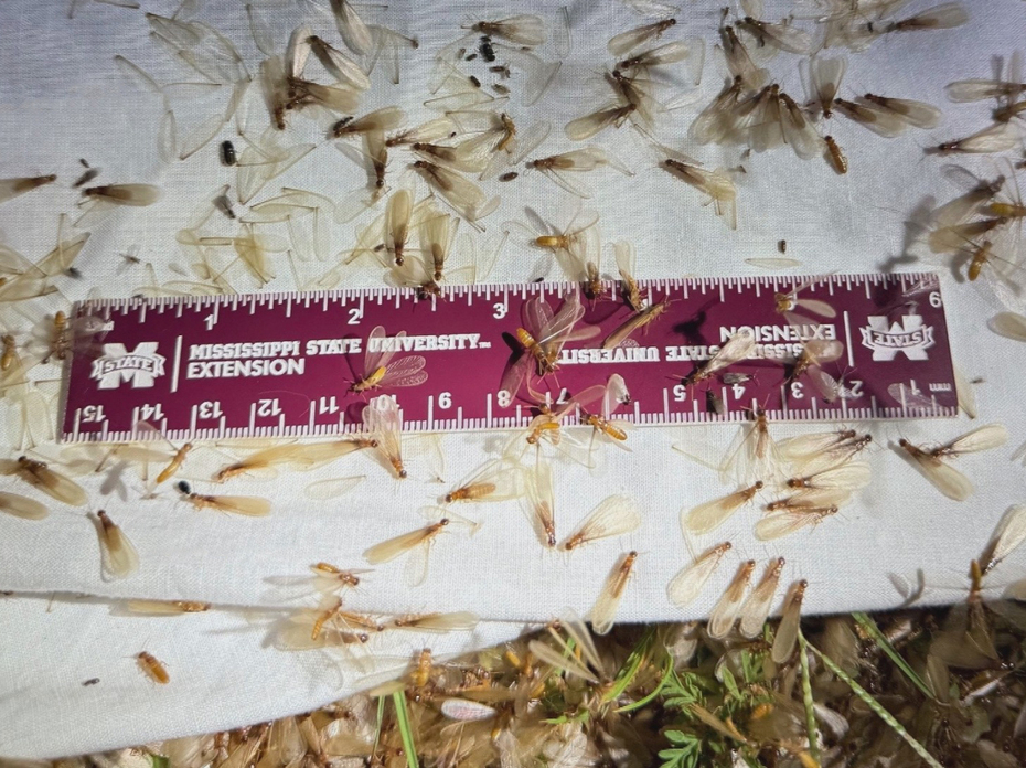 A maroon ruler on the ground covered with termites.