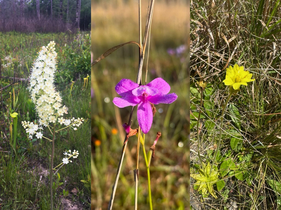 Photo composite of a yellow butterwort, a grasspink orchid and an Osceola’s plume.