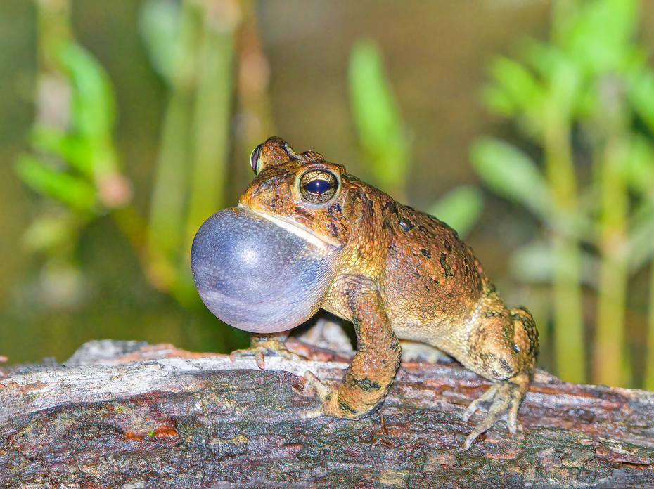A toad expands his vocal sac.