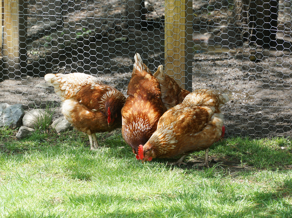 Chickens peck the ground in a backyard in front of the coop.