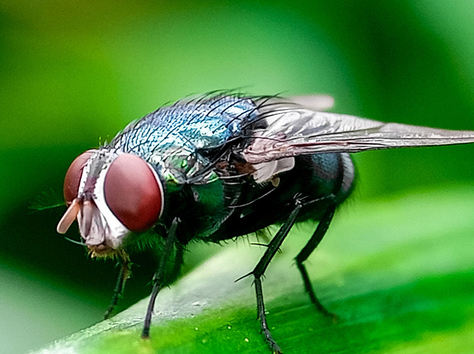 A fly has red eyes and a dark body.