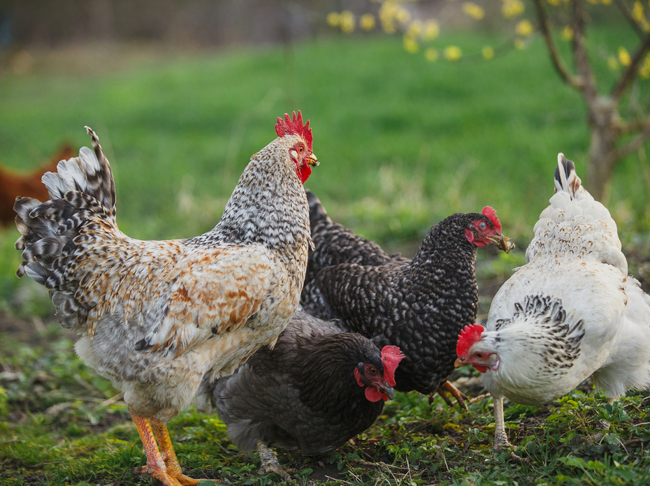 Free-range chickens foraging on green farm grass