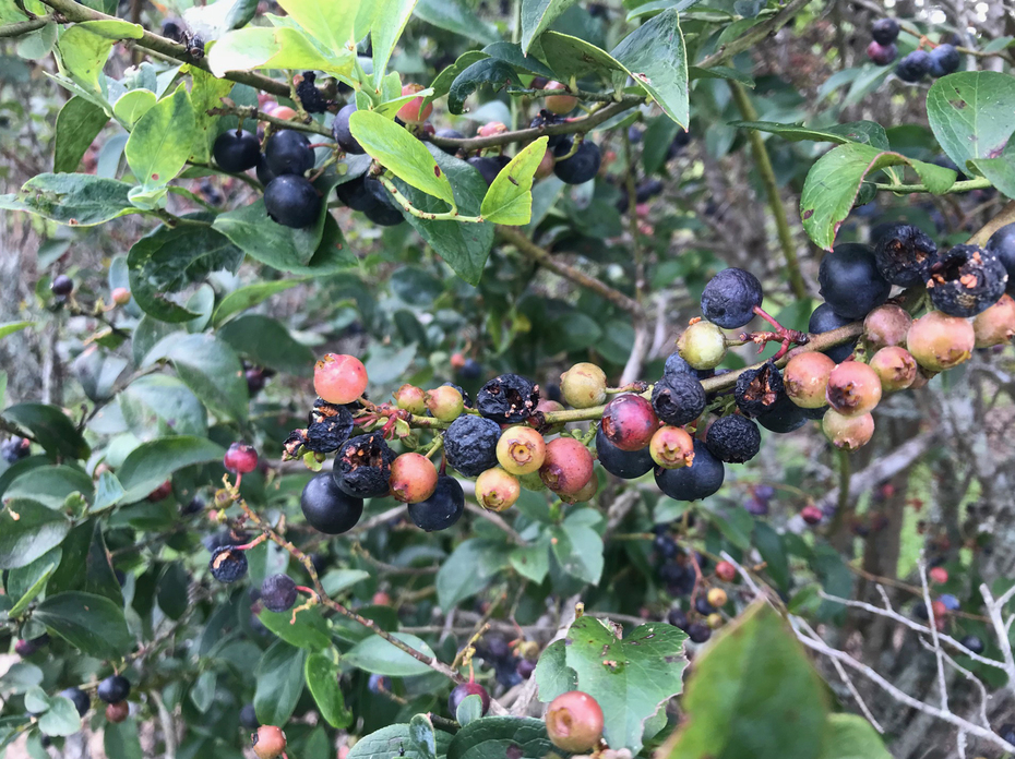 Bush showing unripe, ripe and spoiled blueberries caused by too much rain.