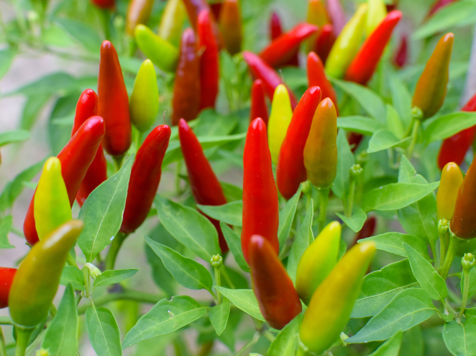 Red, yellow and orange peppers grow pointed up on bushes.