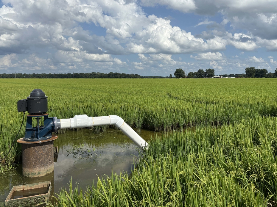 A pump attached to a white pipe sits in water in a rice field.
