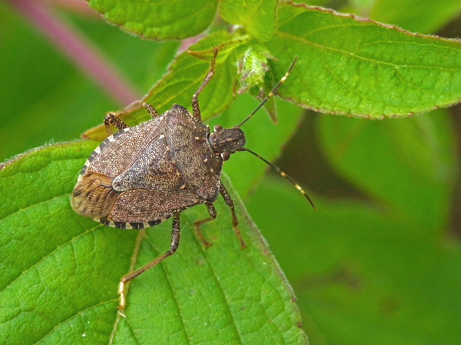 A brown stinkbug on a green leaf