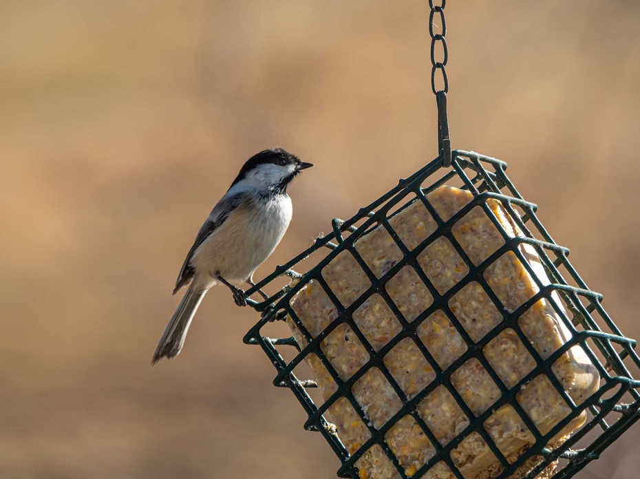 A chickadee on a bird feeder.