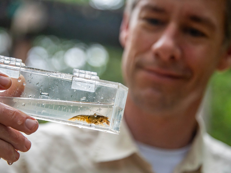 Person holds a clear container with a small aquatic insect in water.