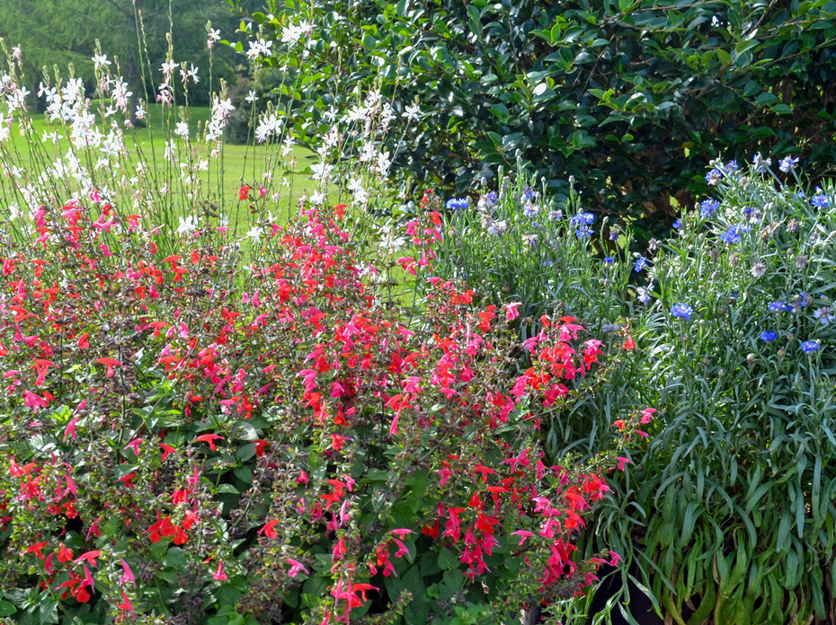 Three types of plants display red, white or blue blooms.