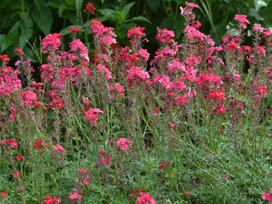 Clusters of tiny red flowers bloom on tall stems.