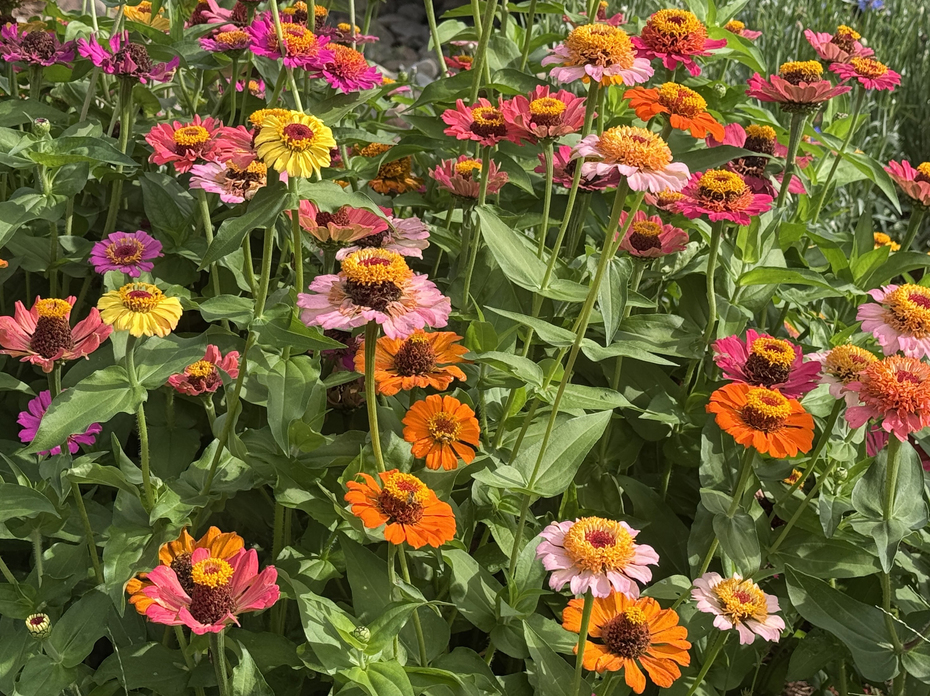 Dozens of colorful flowers bloom on tall stems.