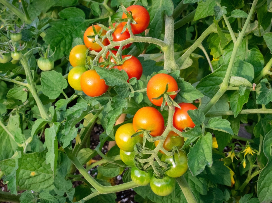 Clusters of small tomatoes range from green to red.