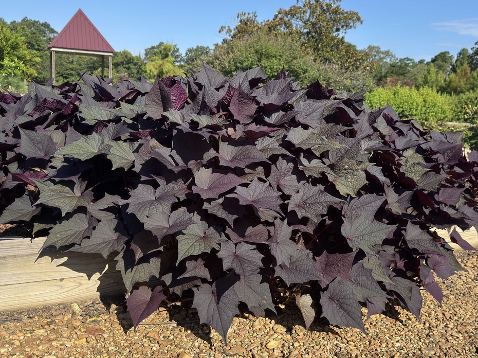 A vine with dark purple leaves grows over a wooden garden barrier.