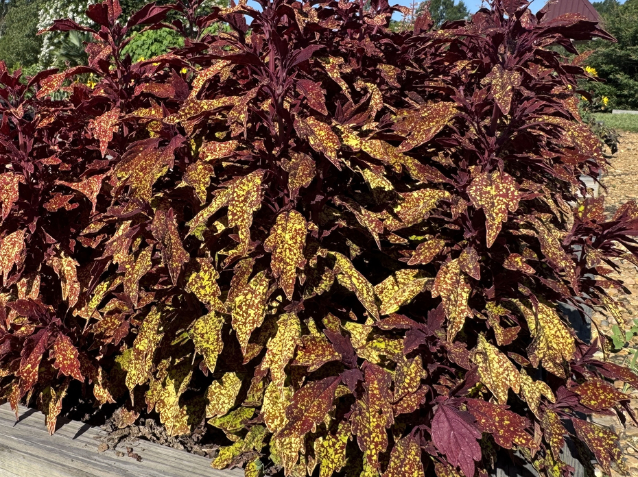 A maroon plant with green speckles grows in a landscape bed.