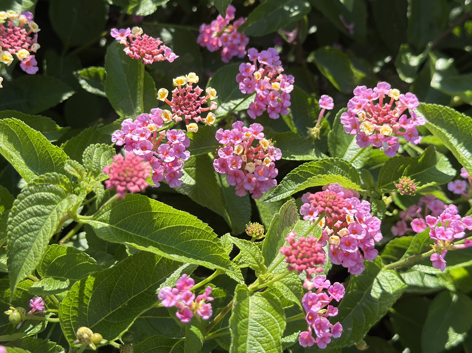 Clusters of small pink flowers cover a bush.