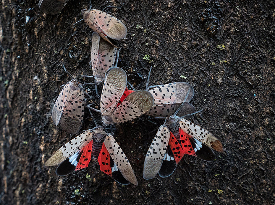 A group of spotted lanternflies feeding on a hardwood tree.