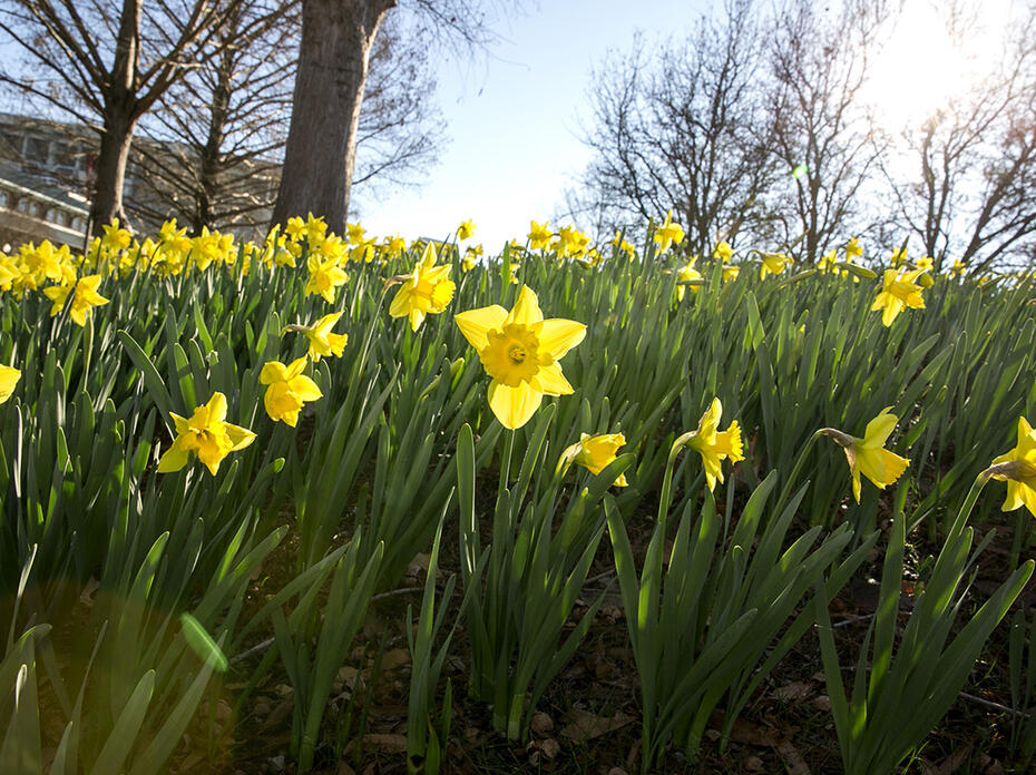 Blooming, yellow daffodils in the sunshine.