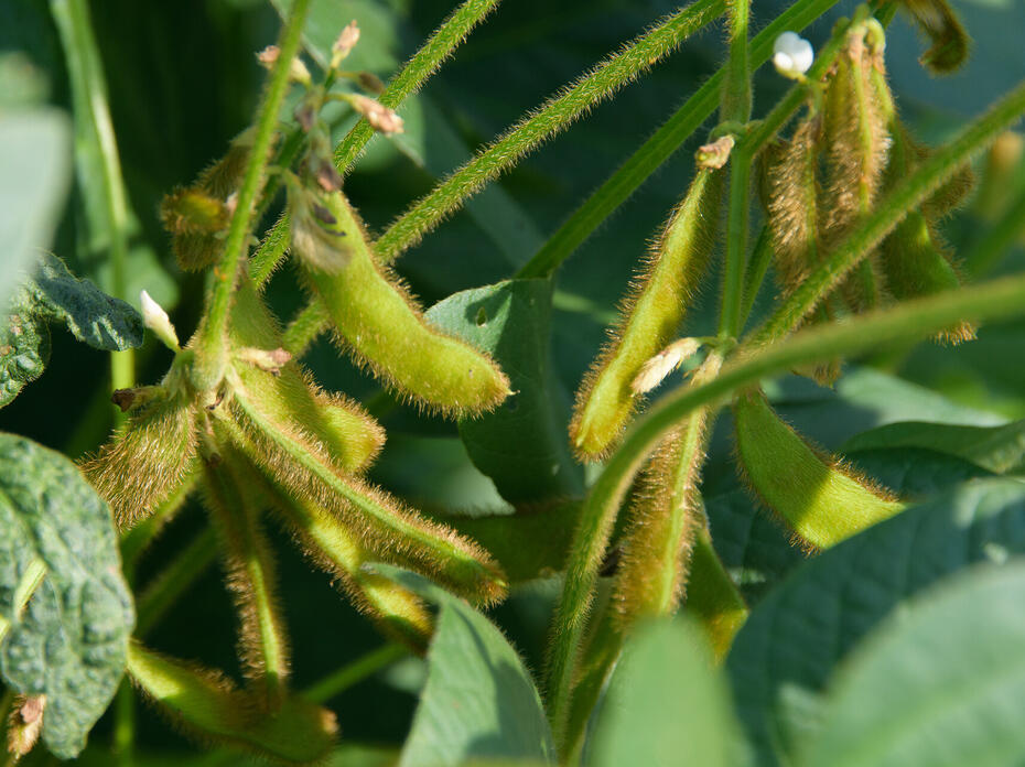 Soybeans in a field.