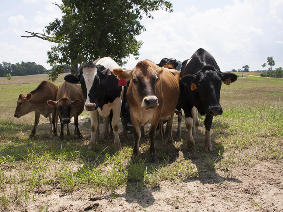 Black and white Hostein cows and light brown Jersey cows graze on green grass. 