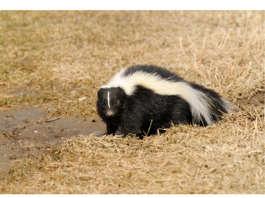 A black and white skunk.