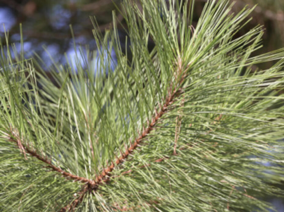Loblolly Pine Tree