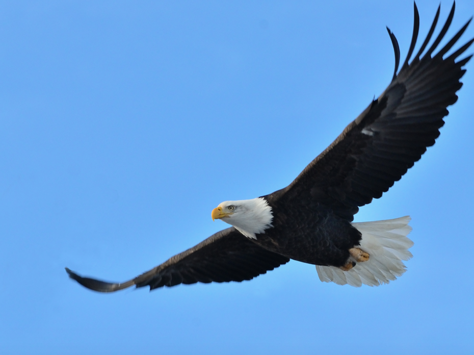 Bald Eagle flying. 