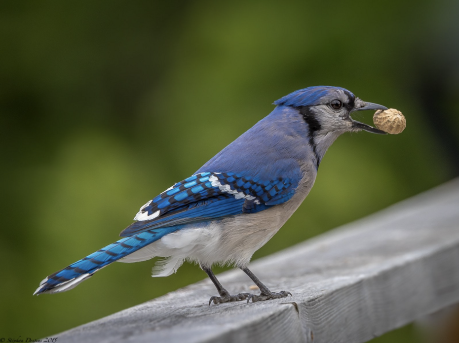 Blue Jay with nut in mouth. 