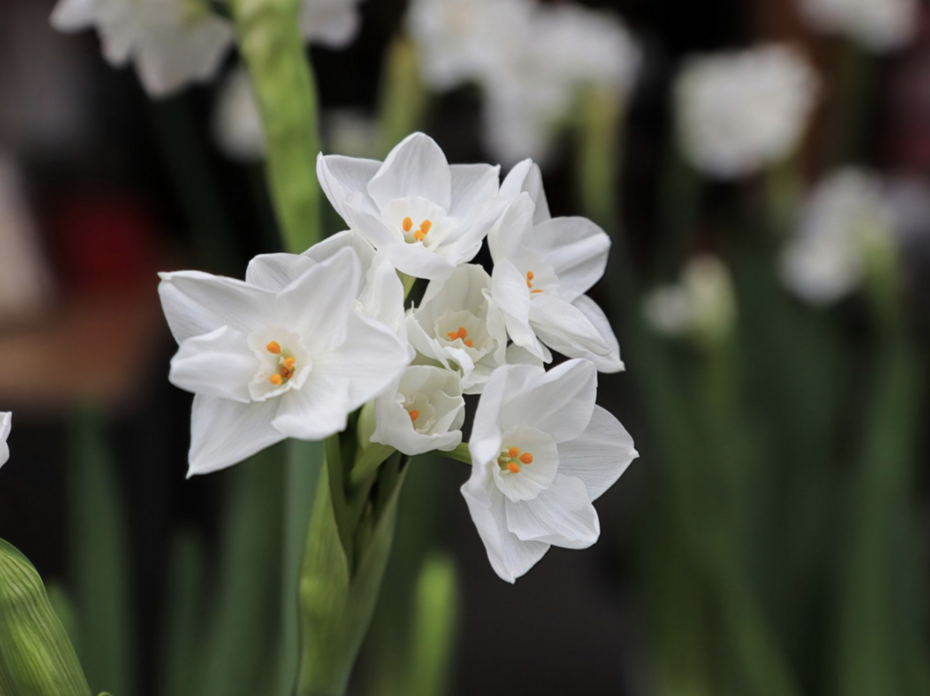 paperwhite narcissus