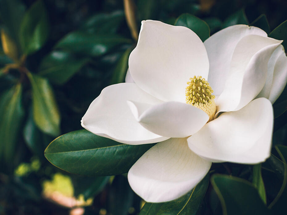 Magnolia bloom with dark green leaves.