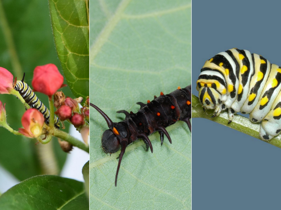 three different pictures of caterpillars. 