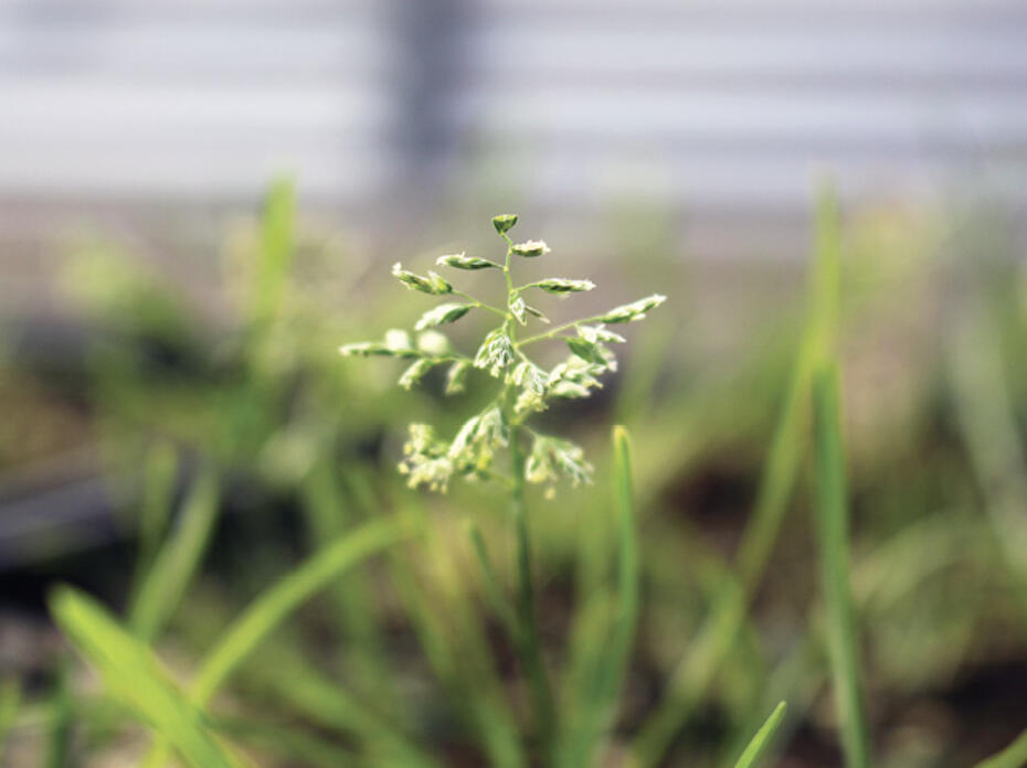 Annual bluegrass weed.