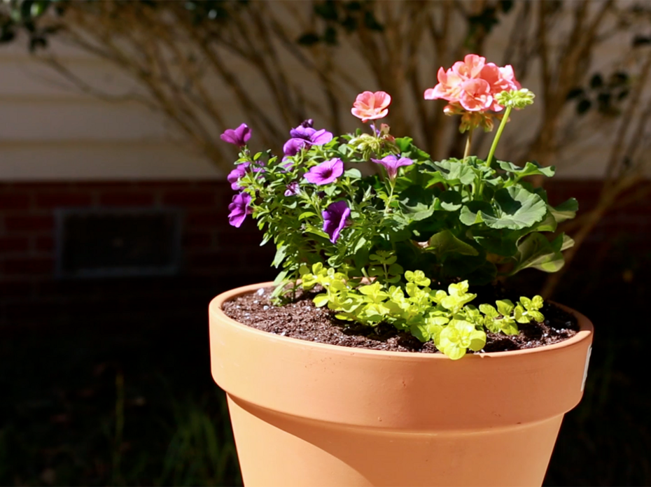 A flower pot with three types of full sun flowers sits in the sun.