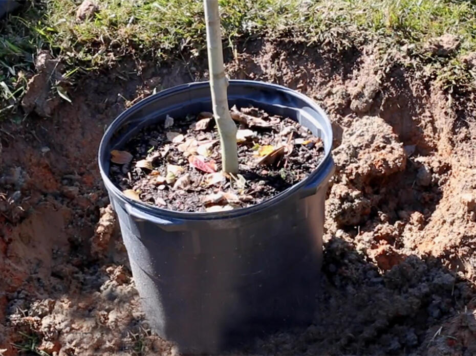 A small tree in a black container inside a freshly dug hole.