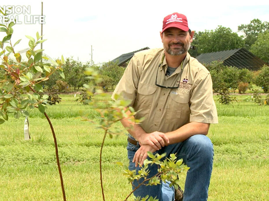 Eric Stafne kneels beside a newly planted blueberry bush.